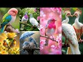 Birds Dpz Beautiful Birds Dp Photo Birds Images Birds Wallpapers Birds Love Dpz Birdsdpz