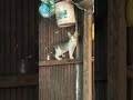 OMG So Cute Cats ️ Baby Cats Cute And Poor Cat Video The Daily Life Of A Poor Cat 3965 Shorts
