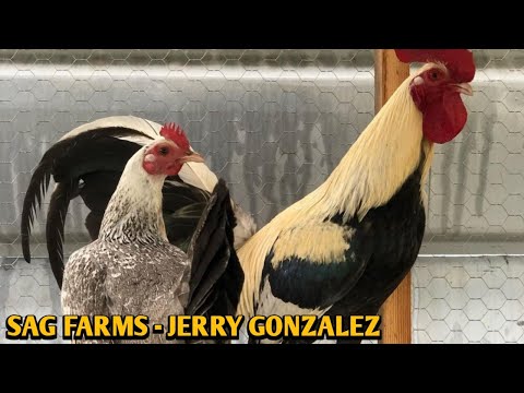 Joe Goode Grey Yellow leg hatch Asil - SAG FARM