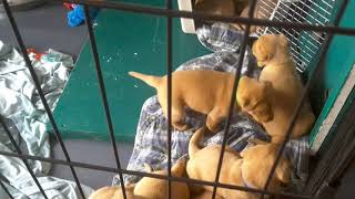 Video preview image #14 Labrador Retriever Puppy For Sale in WEST SALEM, WI, USA