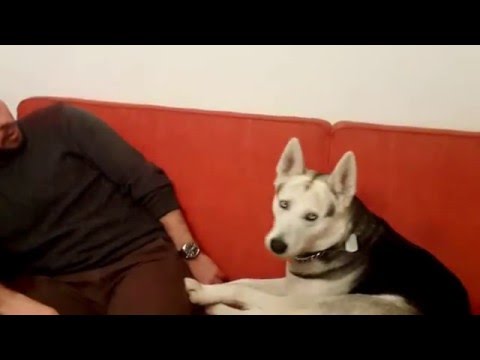 Husky Love  Funny Husky talking to human #Dog beauty