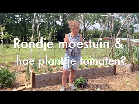 , title : 'Ini's Moestuin #99 Rondje moestuin & hoe plant je tomaten, aubergines, paprika's, komkommers, pepers'