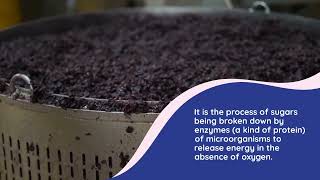 Fermentation
