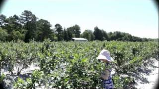 preview picture of video 'Blueberry Picking In New Jersey • Sony DSC HX9V'