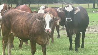 Fall Calving F1 Brafords exposed to Angus bull since December 15￼