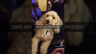 Dog Is Homophobic 😳
