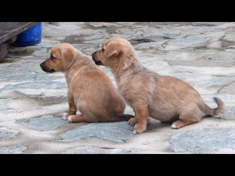 POIANA MARULUI - PENSIUNEA CARLA  21 SEPT 2016