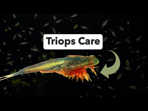 The Ultimate Guide to Triops Care: Hatching to Adult