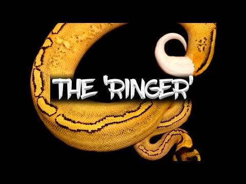 The Ball Python 'Ringer'