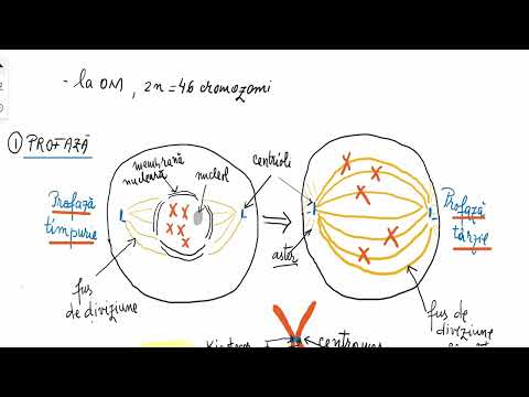 Barrons 3.5 Mitoza și reproducerea celulară