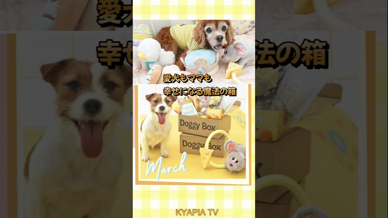 シニア犬もママも幸せになる魔法の箱｜DoggyBox