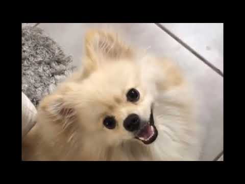 Cachorrinho FDP - Remix Tech House