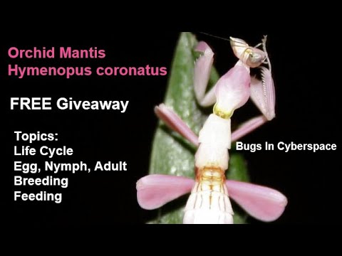 Pet Orchid Mantis Contest, Breeding, Life Cycle, Care and Feeding #orchidmantis #buyorchidmantis