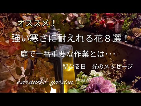 初霜から庭を守るための効果的で安価な 4 つの方法!  庭園
