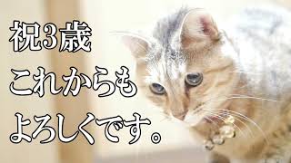 ちょこ宗成長日記228　3歳になりました。
