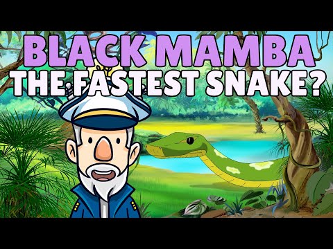 Snakes for Kids | Facts about Snakes for Kids