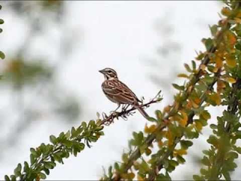 Thumbnail for Aled Jones - Lark In The Clear Air by Aled