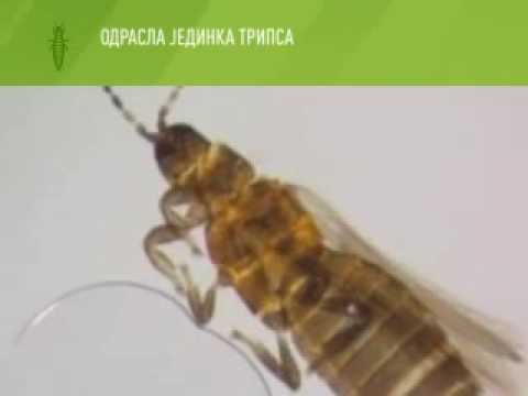 Zelena prognoza, 29.6.2015. - O tripsevima