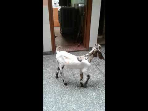 , title : 'coenurus cerebralis in goat (Gid in Goat) by axonvet Goat Farming Consultancy'