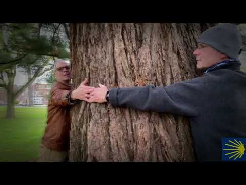 Ein Mammutbaum in Kleve zum Umarmen