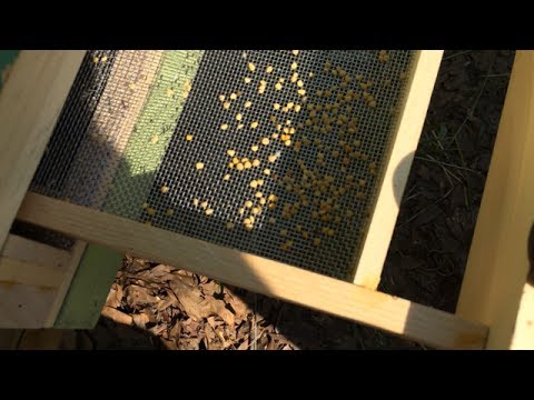 Sundance Pollen Trap Day 1 - Harvest and Woes