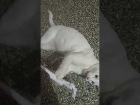 Kuchiki pichiki | cat | meaow