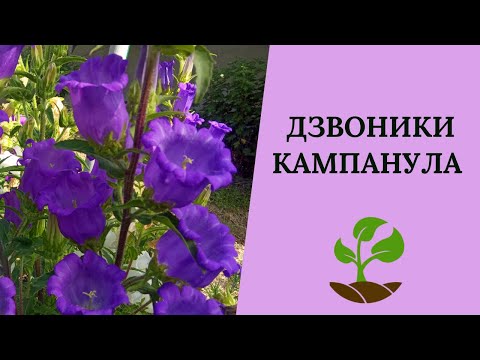 Колокольчик семена 0,15 грамм (около 400 шт) (Campanula medium) кампанула кентерберийский двулетний - фото 1 - id-p1363812402