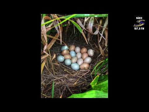 Programa: Caminho da Roça - 29/01/26 - Parte 1 - Apresentação: Paulinho