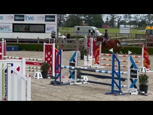 Caprice vd Pitsemburg (Comilfo Plus x Nonstop)  - Half sister to Bonheur vd Pitsemburg