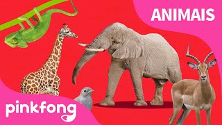 ABC do Trem | Canções de Animais | Pinkfong Canções para Crianças