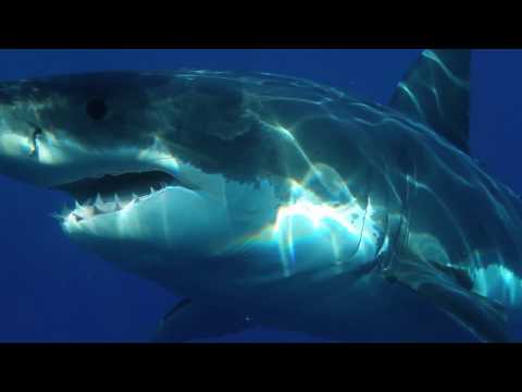 Schwanz-Fakt | Interessante Fakten, die du noch nicht kennst! | FAKTEN-VIDEO