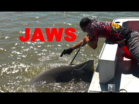 Blood In The Water, Shark Hunt