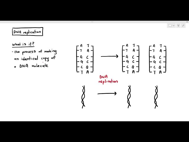 Understanding DNA Replication: The Process of Creating Identical DNA ...