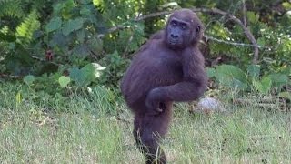 Freddy Young Monkey Business (FRIENDLY FIVE 740) (1964)