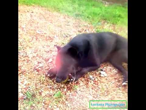 🐶 My dog play time 🐶