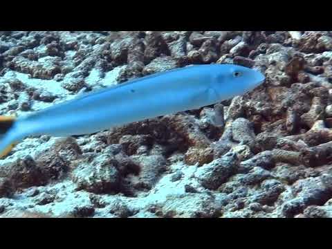 Tile Fish Diving into Sand