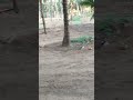 Varuthu Varuthu Vengai Veliye Varuthu Vadivelu