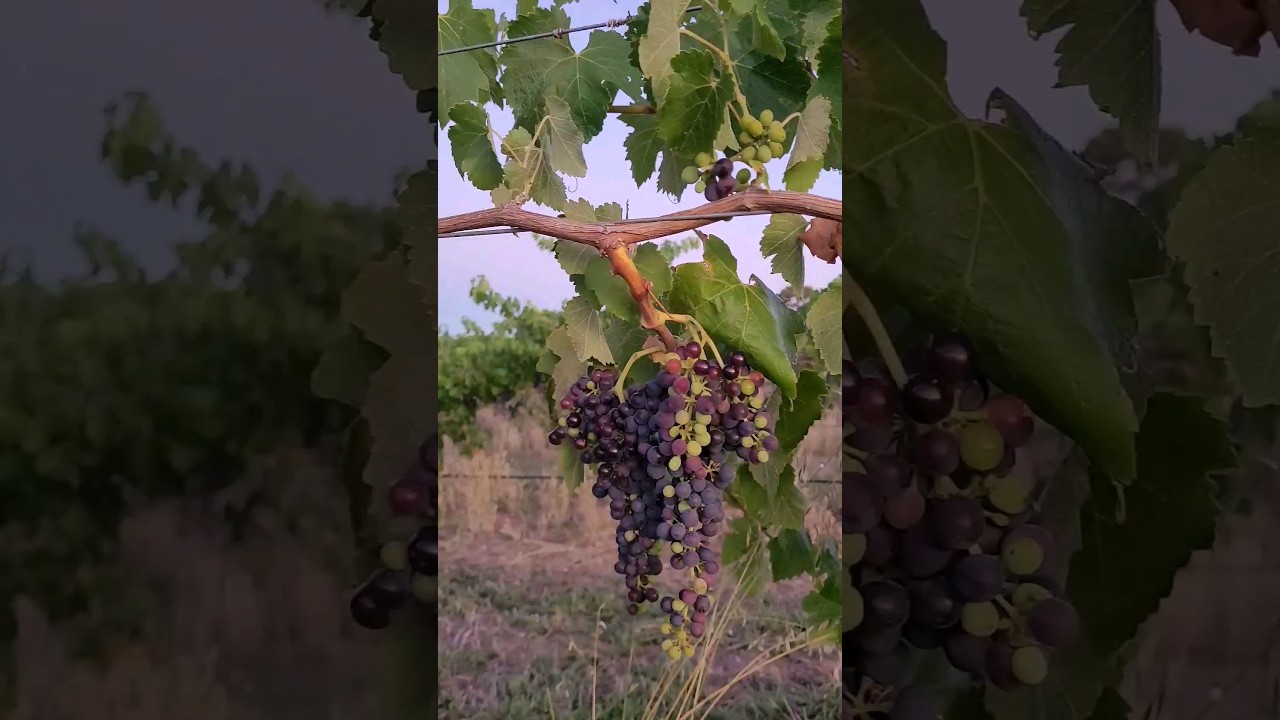 YouTube Short thumbnail