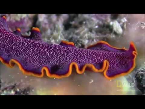 Sher Con- Flatworms (Music Video)