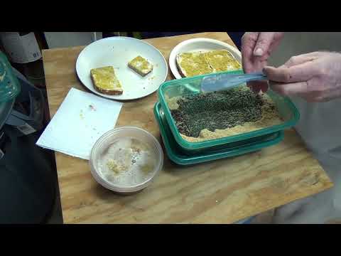 Whiteworm super harvest : The method works and works.