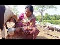 Milk Making