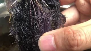 メダカを飼ってて起こったことのお話し