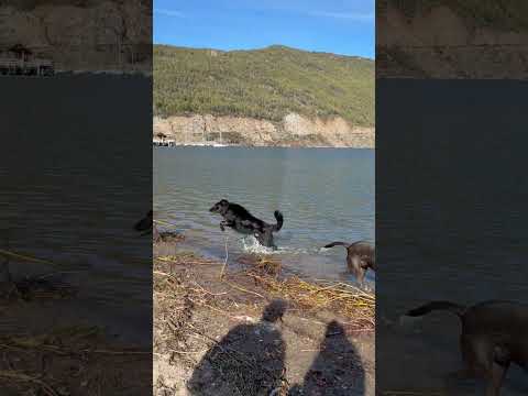 Vida dos cachorros em San Martin de los Andes #vidadecachorro #neuquén #sanmartindelosandes