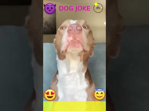 Aggressive #puppy at the doctors. #dogs #alldogs #funny #cute #joke #funnydog #dog #cutebaby #love