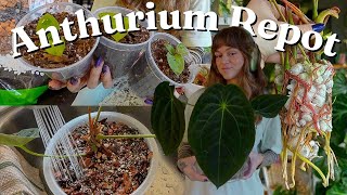 repot my anthurium with me 🖤 moodeanum propagation update, seedlings, & my fave dark anthurium