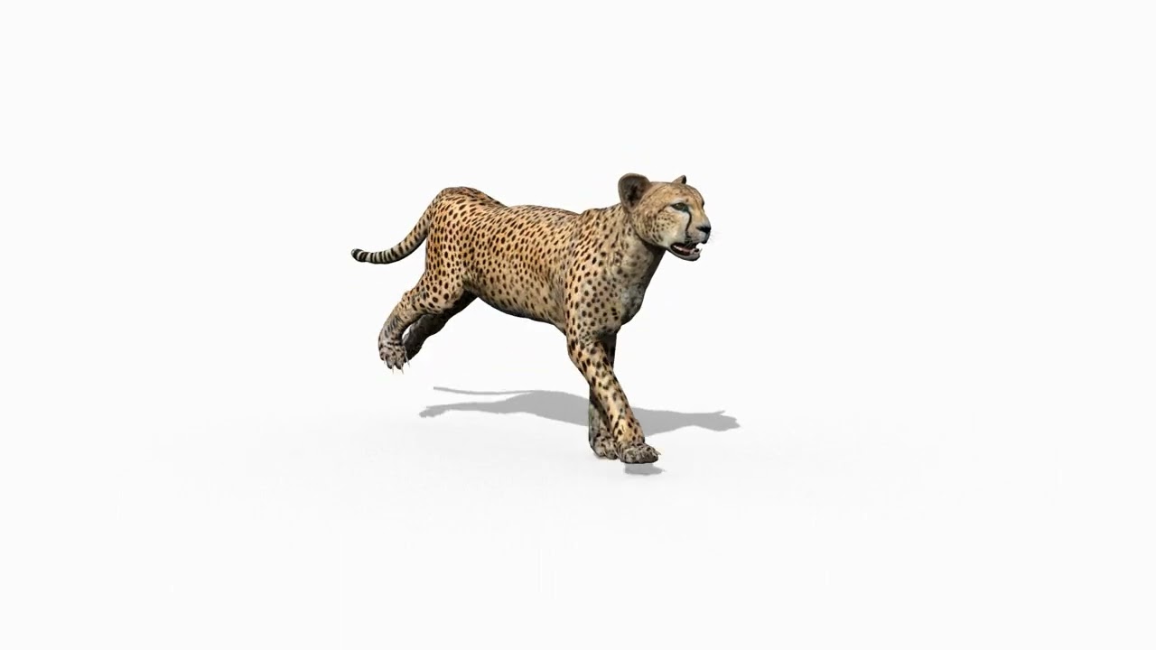 Cheetah mais real - 8k - anima&ccedil;&atilde;o em 3D Modelo 3D