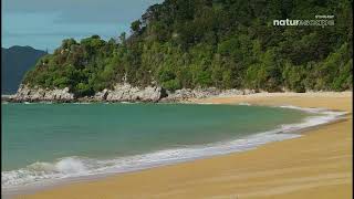 Stingray Naturescape 4K (June 11, 2025)