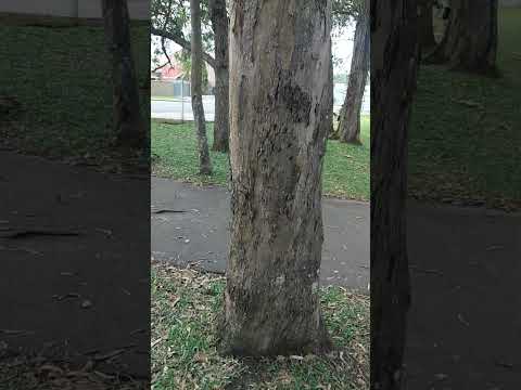 PARQUE MONTEIRO LOBATO PONTA GROSSA PARANÁ BRASIL