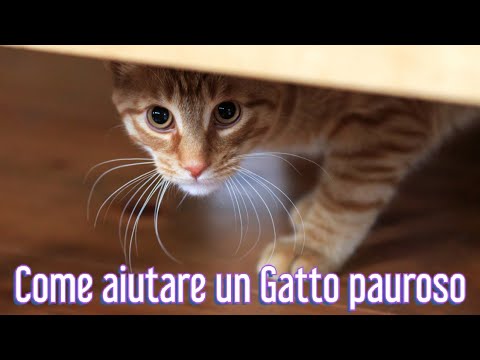 Come aiutare un Gatto pauroso appena adottato? - Consulente Felino 😺❤🐾🐾