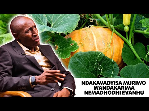 NDAKATORA MADHODHI MU TOILET NDIKAVARIMIRA MURIWO || PART 01 || ACROSS THE BORDER S3 EP 06